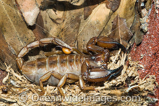 Rock Scorpion photo Rock Scorpion photo
