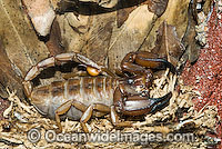 Rock Scorpion Photo - Gary Bell