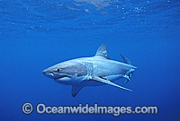 Great White Shark underwater Photo - Gary Bell