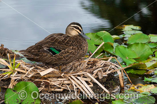 Pacific Black Duck nest photo