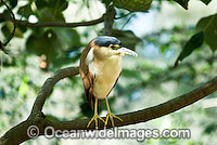 Nankeen Rufous Night Heron Photo - Gary Bell