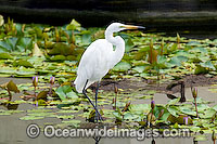 Great Egret Ardea alba Photo - Gary Bell