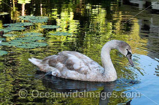 Mute Swan Cygnus olor photo