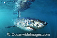 Great White Shark Carcharodon carcharias Photo - Gary Bell