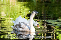 Mute Swan Cygnus olor Photo - Gary Bell