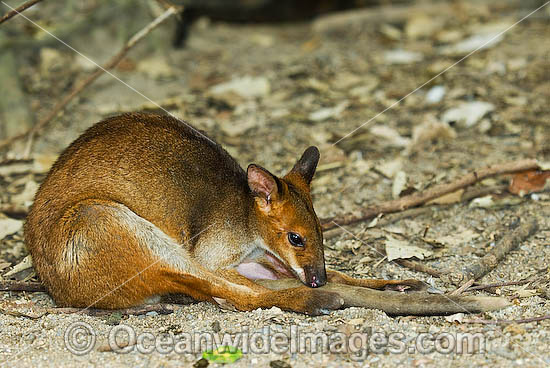 Red-legged Pademelon Thylogale stigmatica photo