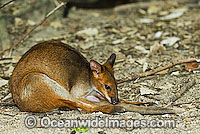 Red-legged Pademelon Thylogale stigmatica Photo - Gary Bell