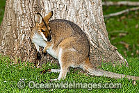 Red-necked Wallaby Photo - Gary Bell