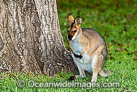 Red-necked Wallaby Macropus rufogriseus Photo - Gary Bell
