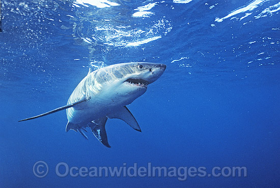 Great White Shark White Pointer photo Great White Shark White Pointer photo