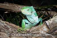 Fijian Crested Iguana Brachylophus vitiensis Photo - Gary Bell