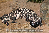 Reticulate Gila Monster Heloderma suspectum Photo - Gary Bell