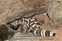 Reticulate Gila Monster Heloderma suspectum Photo - Gary Bell