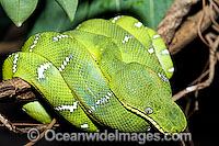Emerald Tree Boa Corallus caninus Photo - Gary Bell