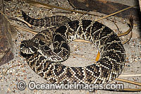 Eastern Diamondback Rattlesnake Photo - Gary Bell