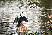 Little Pied Cormorant Photo - Gary Bell