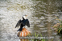 Little Pied Cormorant Phalacrocorax melanoleucos Photo - Gary Bell