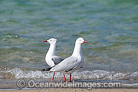 Silver Gull Photo - Gary Bell
