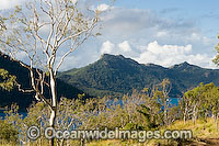 Fish coral Lord Howe Island Photo - Gary Bell