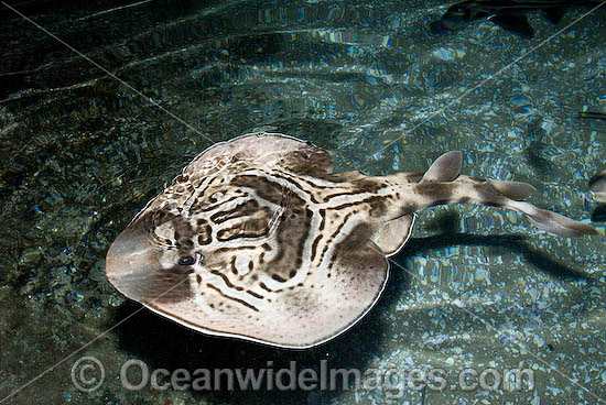 Eastern Fiddler Ray Trygonorrhina fasciata photo