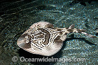 Eastern Fiddler Ray Trygonorrhina fasciata Photo - Gary Bell