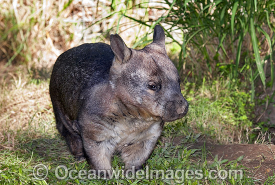 Southern Hairy-nosed Wombat Lasiorhinus latifrons photo