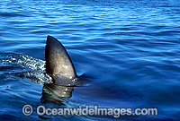 Great White Shark dorsal fin Photo - Gary Bell