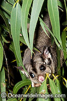 Squirrel Glider Petaurus norfolcensis Photo - Gary Bell