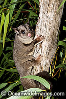 Squirrel Glider Petaurus norfolcensis Photo - Gary Bell