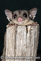 Squirrel Glider Petaurus norfolcensis Photo - Gary Bell
