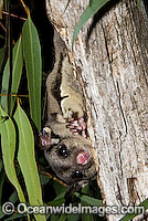 Squirrel Glider Petaurus norfolcensis Photo - Gary Bell
