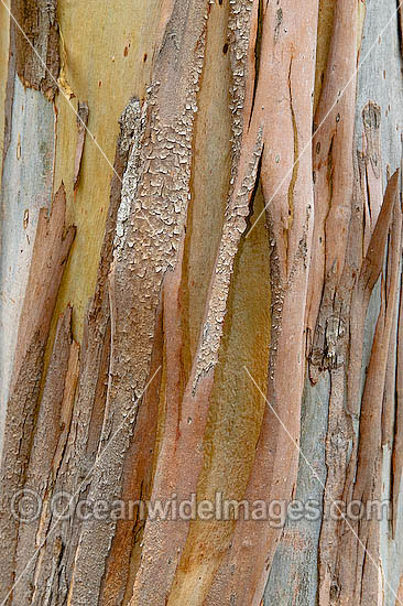 Bark of Eucalypt tree photo Bark of Eucalypt tree photo