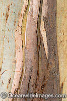 Bark of Eucalypt tree Photo - Gary Bell