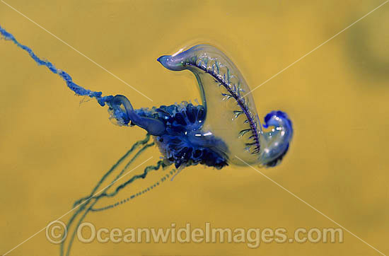Man-of-war Jellyfish Physalia physalis photo Man-of-war Jellyfish Physalia physalis photo
