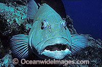 Coral Trout Plectropomus leopardus Photo - Gary Bell