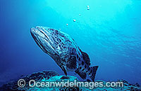 Potato Cod Photo - Gary Bell