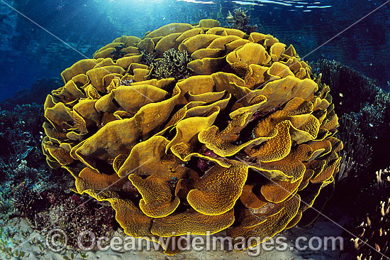 Cabbage Coral Turbinaria reniformis photo Cabbage Coral Turbinaria reniformis photo