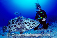 Scuba Diver Potato Cod Photo - Bob Halstead