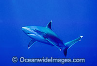 Silvertip Shark Carcharhinus albimarginatus Photo - Gary Bell