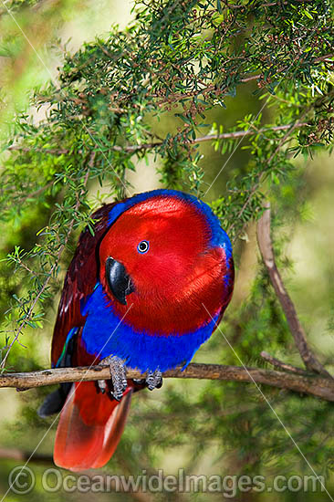 Eclectus Parrot Eclectus roratus photo