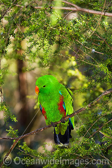 Eclectus Parrot Eclectus roratus photo