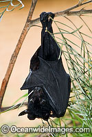 Black Flying-fox Pteropus alecto Photo - Gary Bell