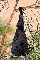 Black Flying-fox Photo - Gary Bell