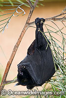 Black Flying-fox Photo - Gary Bell