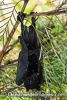 Black Flying-fox Pteropus alecto Photo - Gary Bell