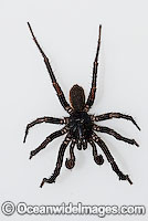 Trapdoor Spider in defence posture Photo - Gary Bell