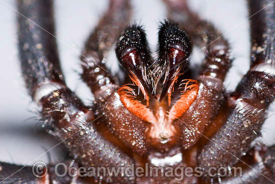 Trapdoor Spider male in strike pose photo