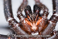 Trapdoor Spider male in strike pose Photo - Gary Bell