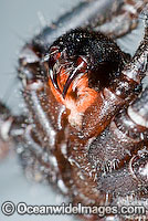 Trapdoor Spider Misgolas sp. Photo - Gary Bell