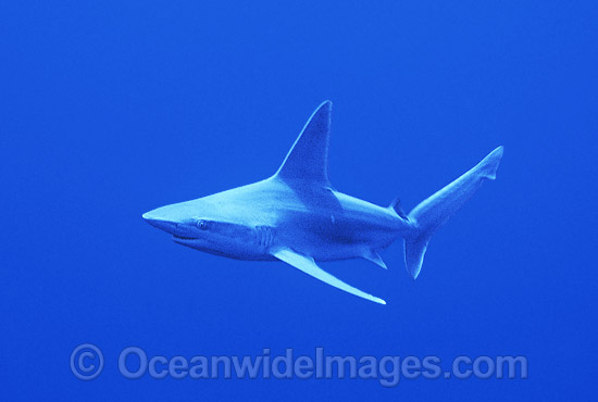 Sandbar Shark Carcharhinus plumbeus photo